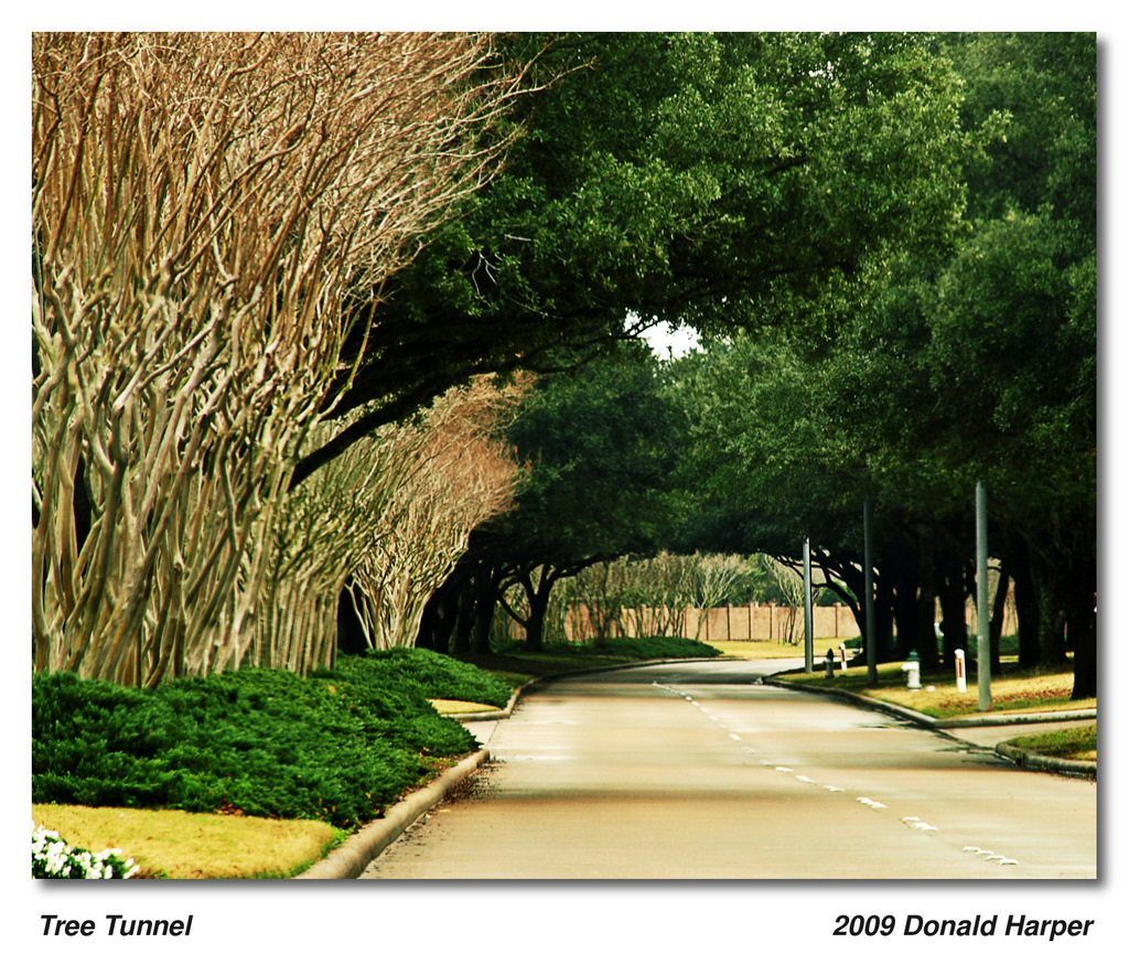 Tree Tunnel