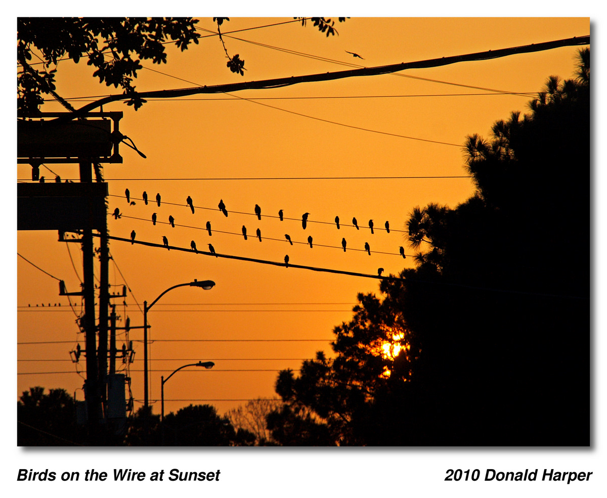 Brids on the Wire at Sunset