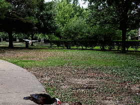 duck.gif